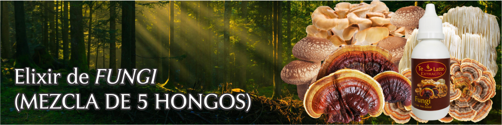 Te Latte CaféElixir Fungi